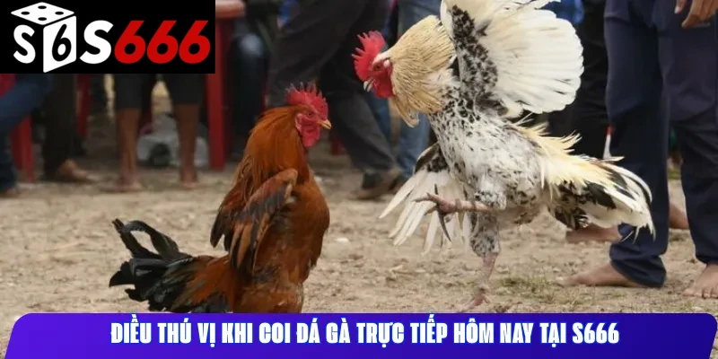 Điều thú vị khi coi đá gà trực tiếp hôm nay tại S666