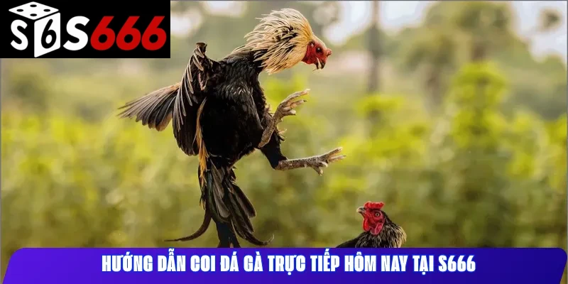 Hướng dẫn coi đá gà trực tiếp hôm nay tại S666