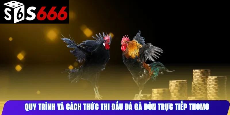 Quy trình và cách thức thi đấu đá gà đòn trực tiếp Thomo