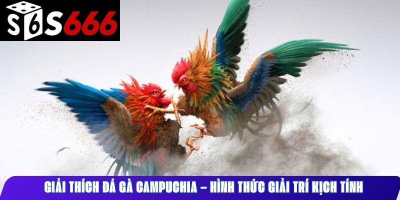 Giải thích đá gà Campuchia – hình thức giải trí kịch tính