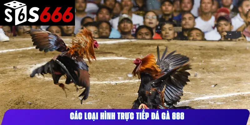 Các loại hình trực tiếp đá gà 888