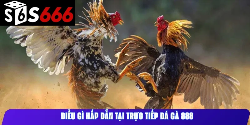 Điều gì hấp dẫn tại trực tiếp đá gà 888